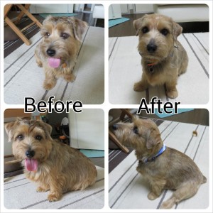 リクのぷらっキング前後の変わり様をごらんください