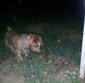 リク vs ボスガエル