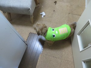 ガチャンピンベスト２