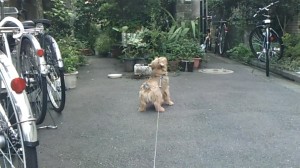 リク空に吼える