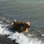 GEDV0090.MOV_snapshot_00.05_[2013.09.18_16.59.42]